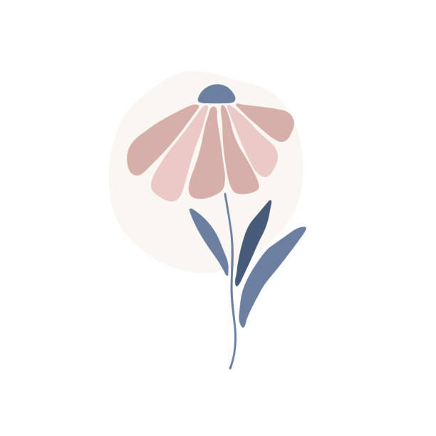 Marguerites Flowers Silhouette Illustrations, Royalty-Free Vector ...