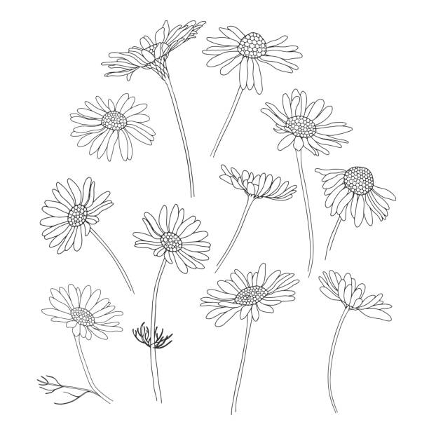 Clip Art Of Daisy Flower Outline Black Illustrations, Royalty-Free ...