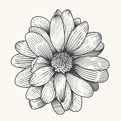 Vector illustration od daisy organized with layers and global colors.