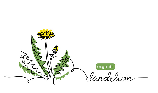 Dandelion plant, flower one line art drawing. Simple vector line illustration with lettering organic dandelion