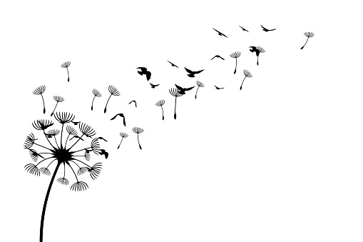 Dandelion with flying birds and seeds. Vector isolated decoration element from scattered silhouettes. Conceptual illustration of freedom and serenity.