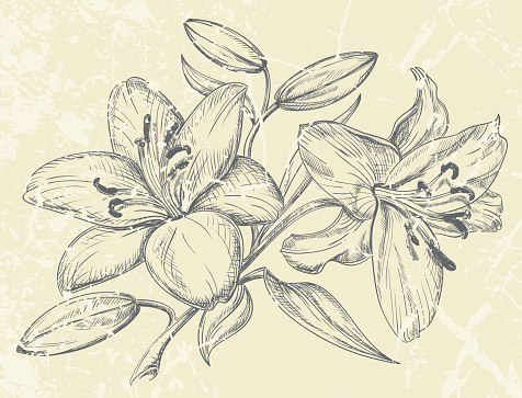 Day Lilies Drawing