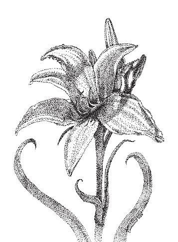 Day Lily flower in pen & ink