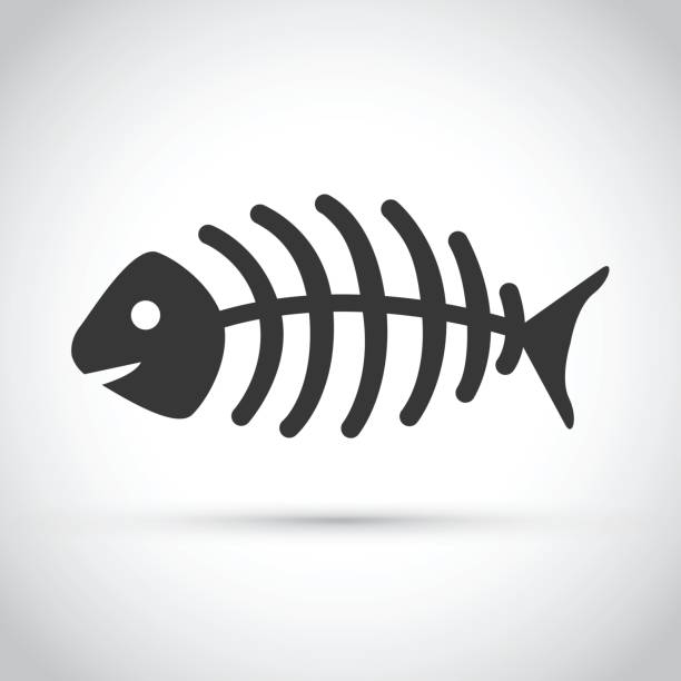 A dead fish on a gray background A dead fish on a gray background animal bone stock illustrations