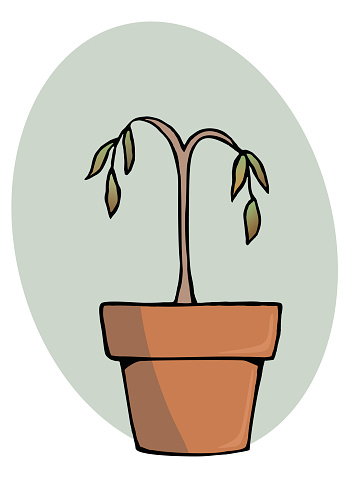dead plant in the flower pot vector