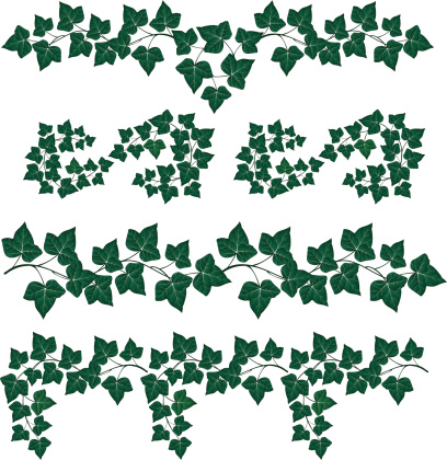 Decorative Ivy