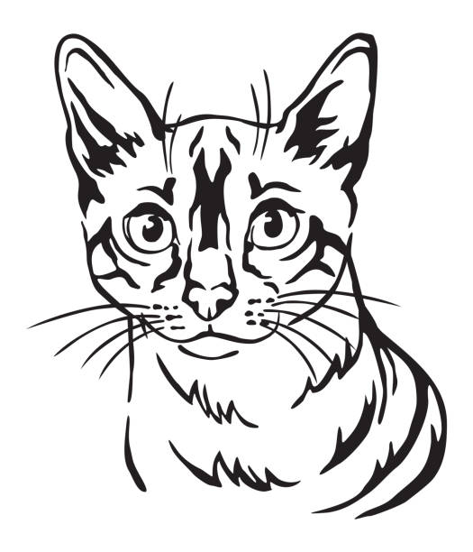 Decorative portrait of Cat 8 Decorative portrait of Snow bengal Cat, contour vector illustration in black color isolated on white background. Image for design, cards and tattoo. bengals stock illustrations