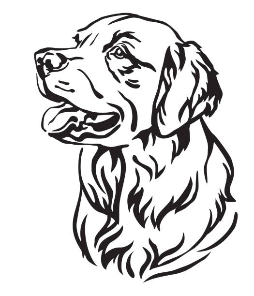 Decorative portrait of Dog Golden Retriever vector illustration Decorative outline portrait of Dog Golden Retriever looking in profile, vector illustration in black color isolated on white background. Image for design and tattoo. golden retriever stock illustrations