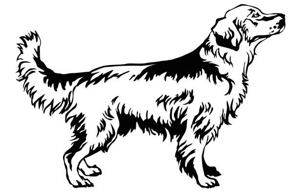 ilustrações de stock, clip art, desenhos animados e ícones de decorative standing portrait of dog golden retriever, vector illustration - golden retriever