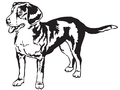 Decorative standing portrait of Entlebucher Mountain Dog vector illustration