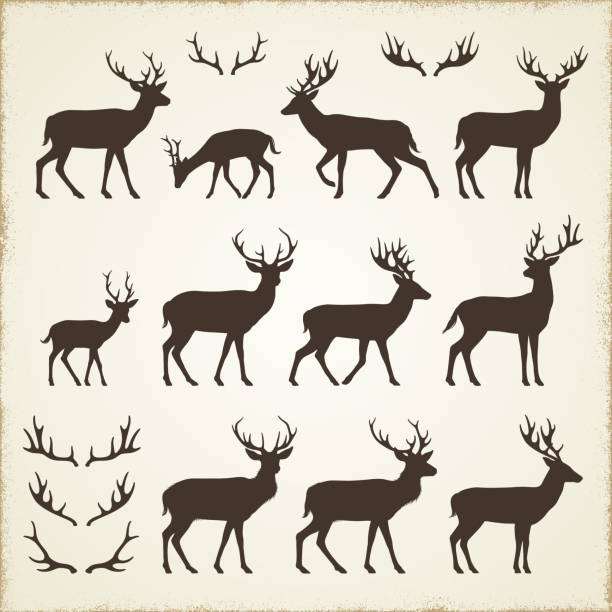 Deer and Antler Silhouettes Set of deer silhouettes. Please take a look at other work of mine linked below.http://www.myimagelinks.com/i.LIGHTBOXES/NATURE_files/NATURE.jpg antler stock illustrations