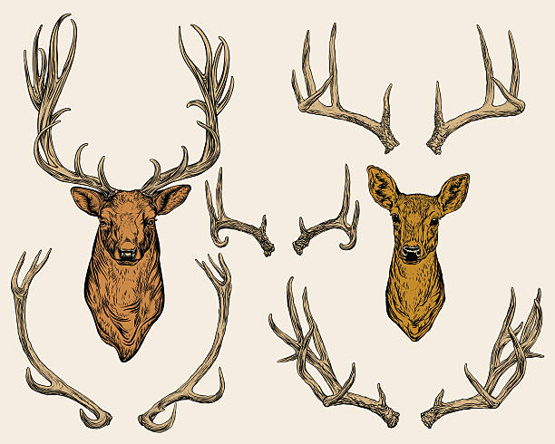 Deer and horns set. Vector illustration. Hand drawing on a graphic tablet. Deer and horns set. antler stock illustrations