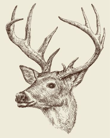 Deer drawing vector illustration