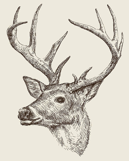 Deer drawing Deer drawing vector illustration deer stock illustrations