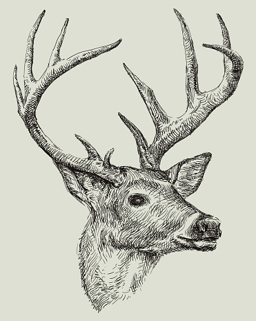 Deer drawing