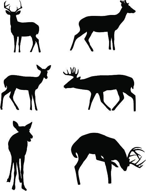 Deer Silhouettes  young deer stock illustrations