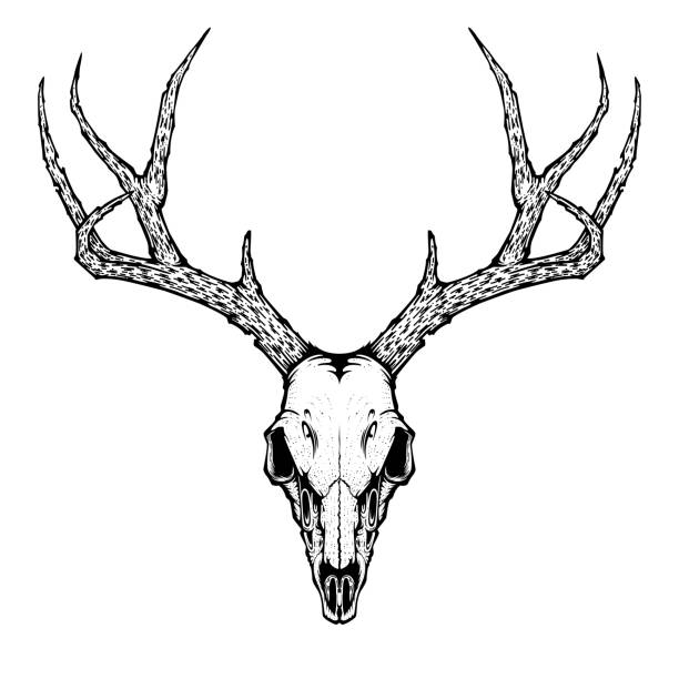 иллюстрация вектора черепа оленя для татуировки, печати на футболках, плака...