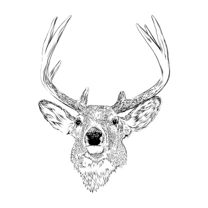 Deer with antlers drawn in pen and ink. Vector EPS10 Illustration.