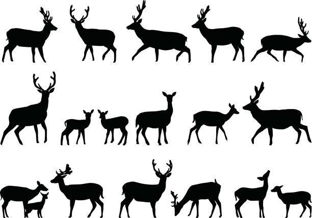 Deers Collection of silhouettes of wild animals - the deer family young deer stock illustrations