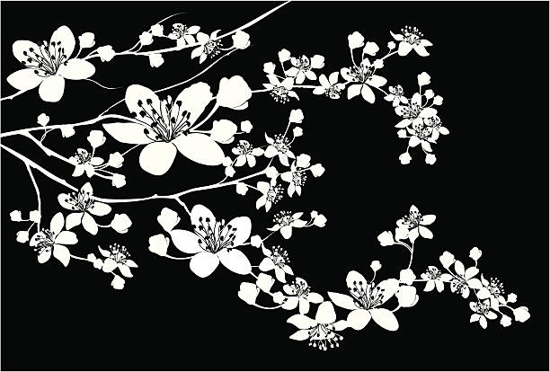 Delicate Silhouette of blooming branch Delicate silhouette of a blooming branch. blossom stock illustrations