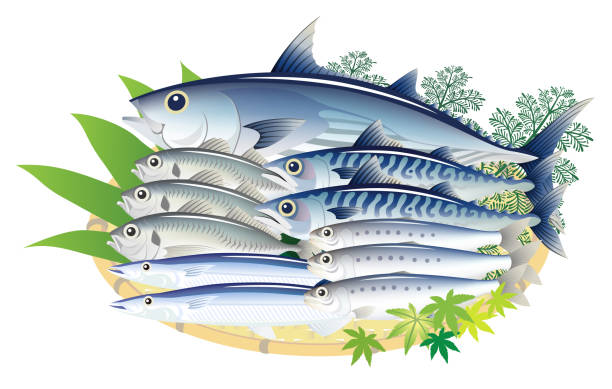 illustrazioni stock, clip art, cartoni animati e icone di tendenza di delizioso pesce fresco isolato sullo sfondo bianco - tonnetto