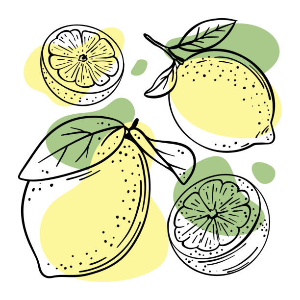 stockillustraties, clipart, cartoons en iconen met lemon delicious fruit hand drawn vector illustratie set - vegan keto