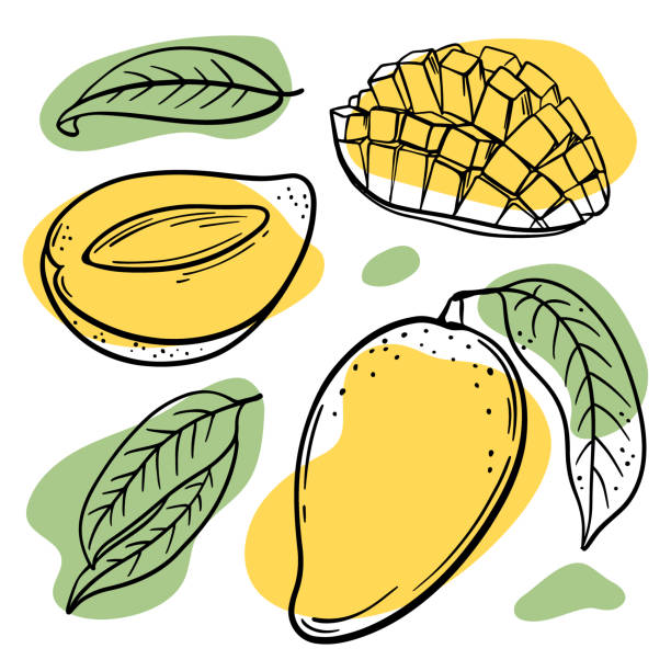 stockillustraties, clipart, cartoons en iconen met verse mango heerlijke fruit hand getrokken vector illustratie set - vegan keto