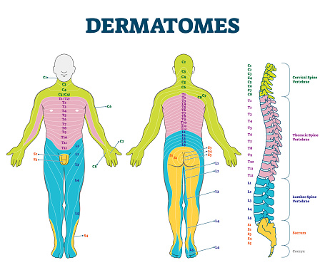 Dermatomes vector illustration. Labeled educational anatomical skin parts.