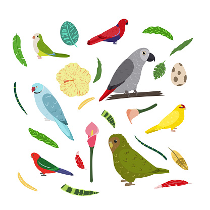 Design template with parrots in square for kid print. Rectangle composition of tropical birds african grey Jaco, owl parrot, kakariki, monk parakeet.