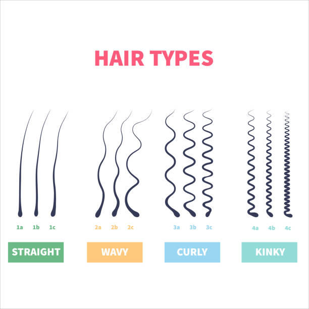 Detailed hair types chart set of strands growth patterns Straight, wavy, curly, kinky hair types classification system set. Detailed human hair growth style chart. Health care and beauty concept. Vector illustration. hair types stock illustrations