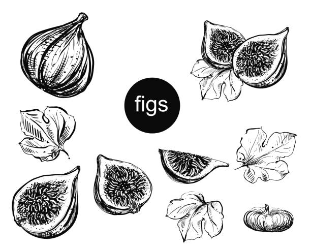 ilustrações de stock, clip art, desenhos animados e ícones de detailed hand drawn ink black and white illustration set of figs, leaf, dried fig. sketch. vector eps 8 - figo
