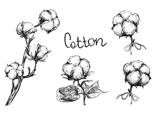 Detailed hand drawn ink black and white vector illustration set of cotton plant and flowers. sketch. Detailed hand drawn ink black and white illustration set of cotton plant and flowers. sketch. Vector. cotton stock illustrations