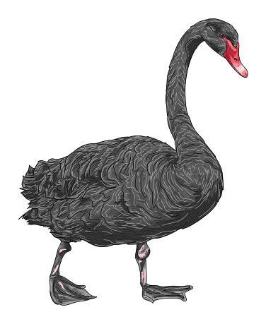 Detailed Line Art Black Swan