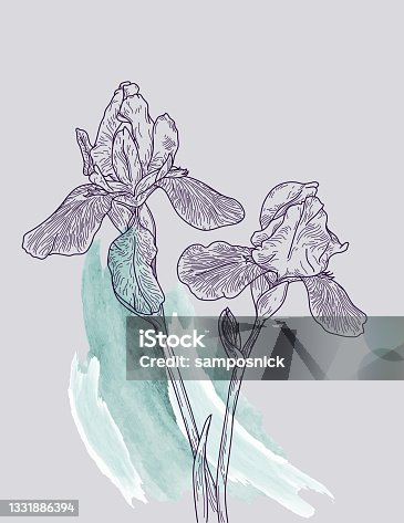 istock Detailed Line Art Iris Flowers 1331886394