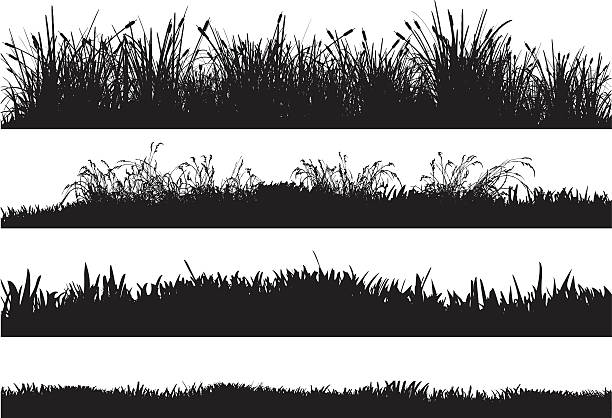 Detailed silhouettes of different grass floors Silhouettes of highly detailed vector grass floors containing reeds, dry grass, high grass and low grass. grass illustrations stock illustrations