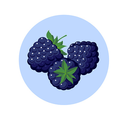 Dewberry vector illustration. Berries on green circle.