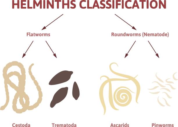 diagram depicting the class of worms flat and round worms, types of parasites nematode worm stock illustrations