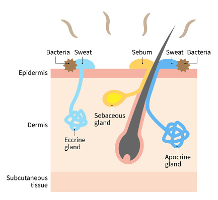 Diagram Of Body Odor And Sweat Glands Human Skin Layer Illustration For  Medical And Health Care Use Stock Illustration - Download Image Now - iStock