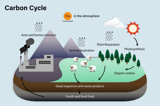 Diagram of Carbon cycle Diagram of Carbon cycle, Biogeochemical cycle for education chart photosynthesis diagram stock illustrations