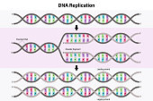 istock Diagram of DNA replication. Process by which a double stranded DNA molecule is copied to produce two identical DNA molecules. 1385627725