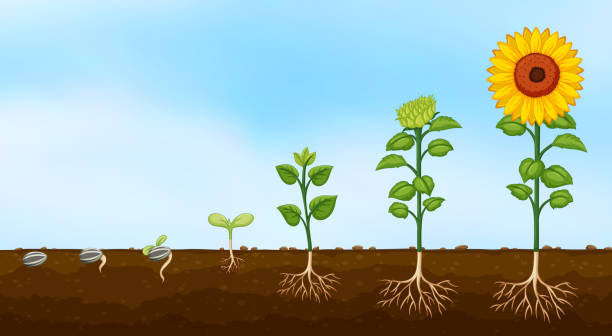 Diagram of plant growth stages Diagram of plant growth stages  illustration growth clipart stock illustrations