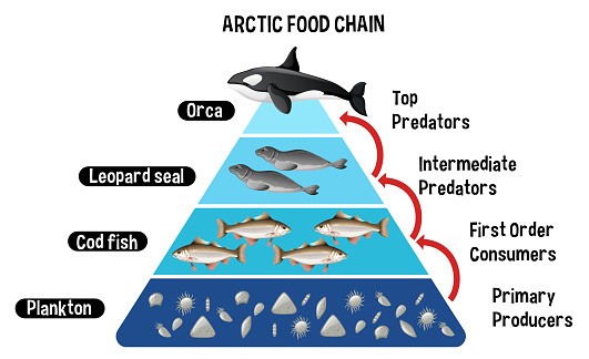 Diagram showing Arctic food chain for education
