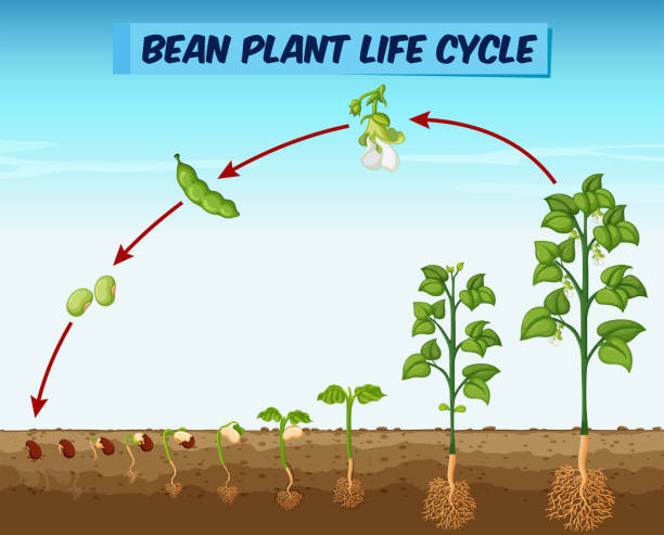 Diagram showing bean plant life cycle Diagram showing bean plant life cycle illustration flowering plant stock illustrations