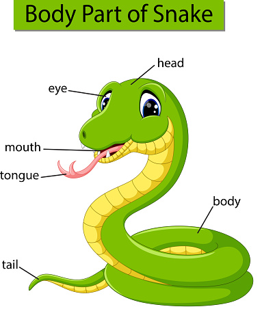 Diagram showing body part of snake