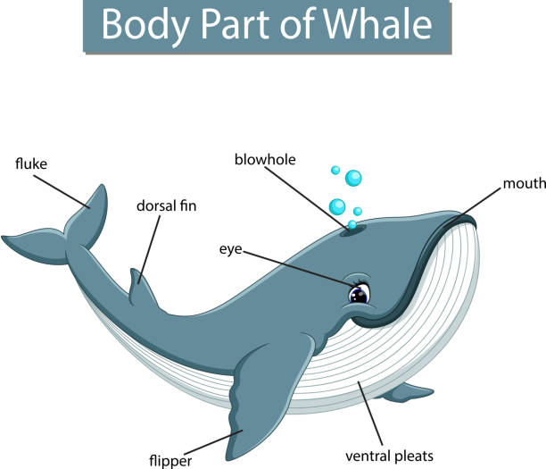 illustrations, cliparts, dessins animés et icônes de diagramme montrant la partie de corps de la baleine - event
