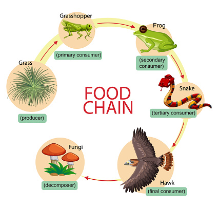 Diagram showing food chain
