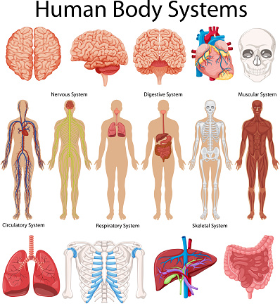 Diagram Showing Human Body Systems Stock Illustration - Download Image