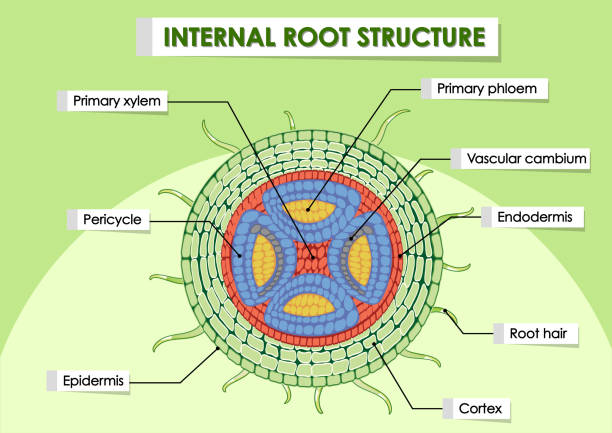 Diagram showing internal root structure Diagram showing internal root structure illustration photosynthesis diagram stock illustrations