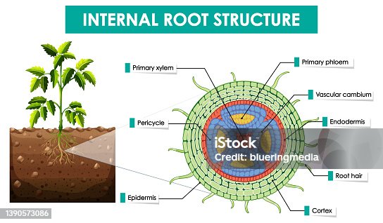 istock Diagram showing internal root structure 1390573086