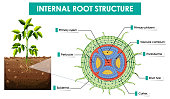 istock Diagram showing internal root structure 1390573086